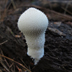 Gem Studded Puffball